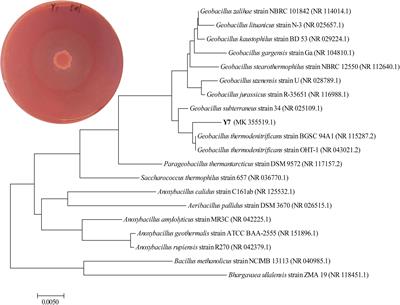 Isolation of Thermostable Lignocellulosic Bacteria From Chicken Manure Compost and a M42 Family Endocellulase Cloning From Geobacillus thermodenitrificans Y7